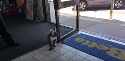 Koala Wanders Into Electrical Store and Becomes Confused by Glass Windows