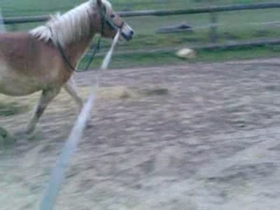 Petit trot en longe ^^