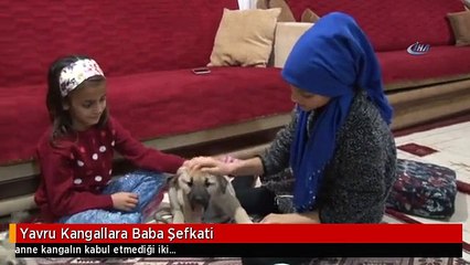 Yavru Kangallara Baba Şefkati