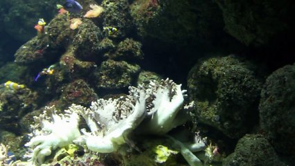 All Animals of Sea Life London Aquarium