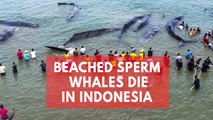 4 of 10 sperm whales stranded in Indonesia die