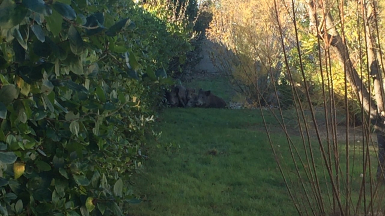 Neuf sangliers dans le jardin d'un particulier