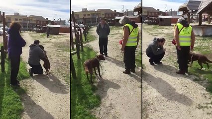 Un chien retrouve son maitre après 3 ans
