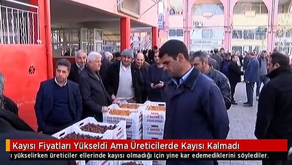 Kayısı Fiyatları Yükseldi Ama Üreticilerde Kayısı Kalmadı