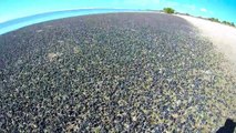 Des Millions d'escargots de mer envahissent une plage !