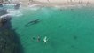 Perdue, cette baleine blanche nage entre les touristes à quelques mètres de la plage !