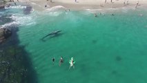 Perdue, cette baleine blanche nage entre les touristes à quelques mètres de la plage !