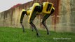 Ce nouveau robot chien autonome est... flippant !! Intelligence Artificielle