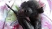 Newborn Baby Bat is Rescued and Cared For