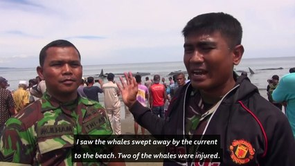 Four whales die after being beached in Indonesia