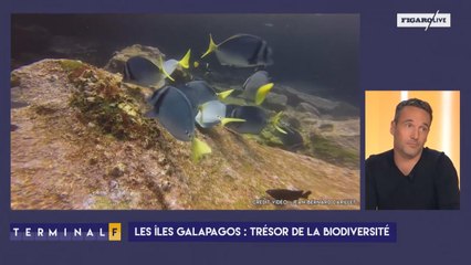 Les Galapagos : un paradis pour les plongeurs