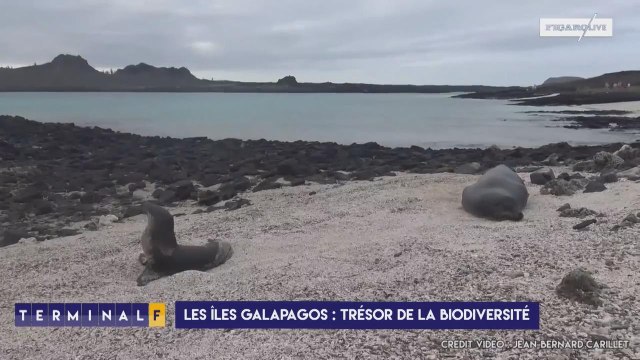 Les otaries, mascottes des Galapagos