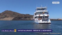Croisière ou séjour : comment découvrir les Galapagos ?