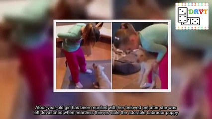 Les cambrioleurs emmènent leur chiot, mais vont finalement changer d’avis…