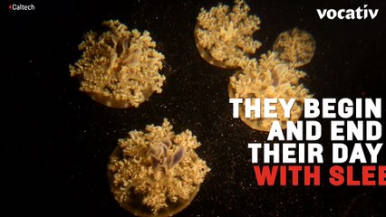 Jellyfish Share A Basic Human Survival Need