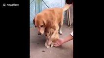 Protective dog prevents puppy from shaking hands with owner