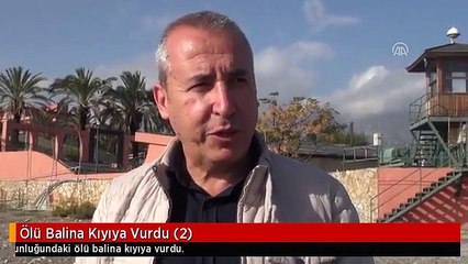Ölü Balina Kıyıya Vurdu (2)