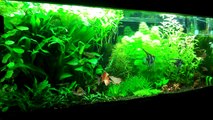 Setting up your first Planted Aquarium Part 2 Substrate & Fertilizers