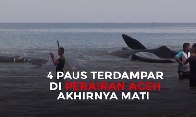 4 Paus Yang Terdampar di Perariran Aceh Akhirnya Mati