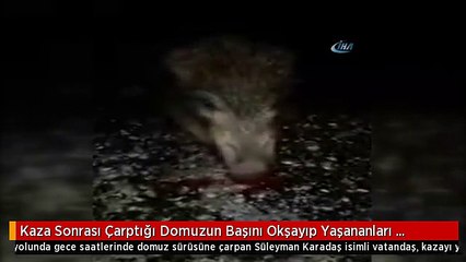 Kaza Sonrası Çarptığı Domuzun Başını Okşayıp Yaşananları Canlı Yayınla Anlattı