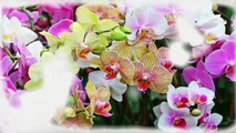 Orchidaceae  -   Flowering Plants,
