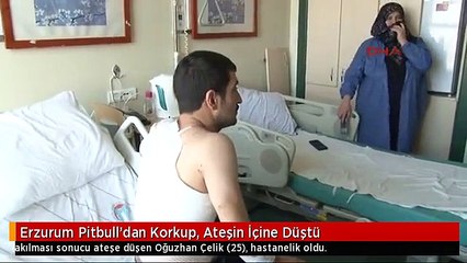 Erzurum Pitbull'dan Korkup, Ateşin İçine Düştü