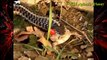 Lizard VS Snake VS Frog, Buffalo, Pythons, Crocodile, Hippo by Dailyvideo 333   2017