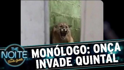 Monólogo: Onça invade quintal de casa em Santa Catarina