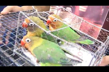 BIRDS !!!! GOOD PET IN HOUSE !!! THE PET BIRDS
