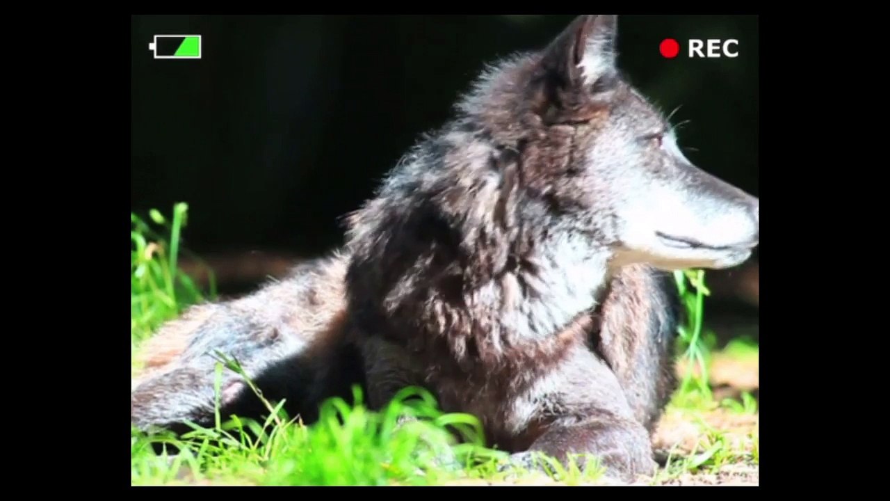 Curious George: Zoo Animals - Deep Freeze - Best Apps for Kids | Educational