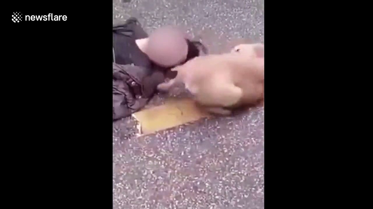 Adorable moment dog tries to revive owner who passed out in street