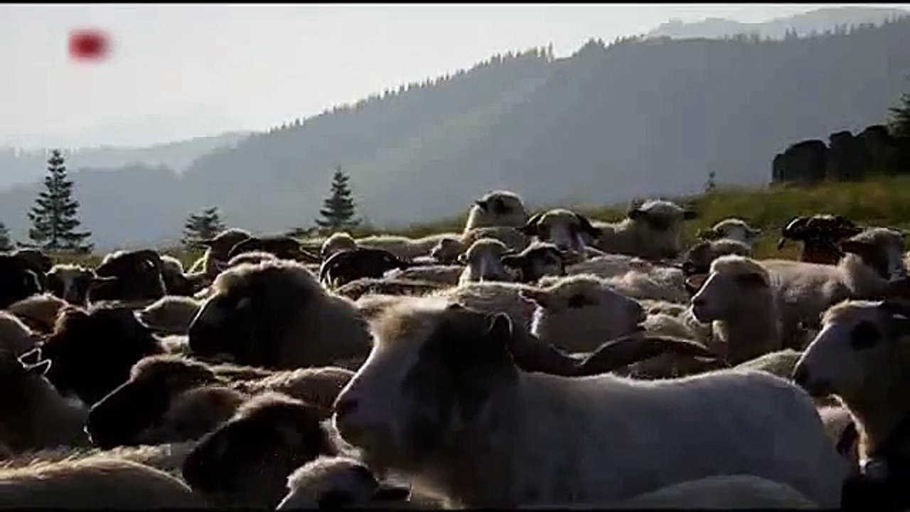 Medvjed napao stado ovaca a onda su u pomoć stigli psi čuvari