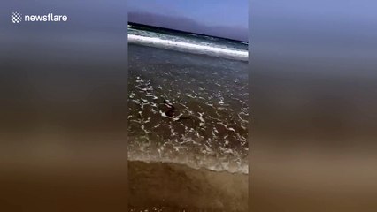Cape cobra takes dip in ocean off South African coast