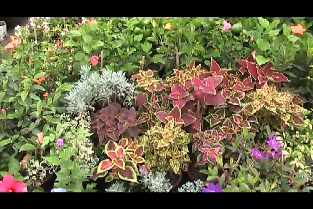 Nursery for plants