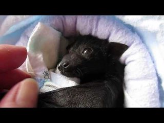 Orphan Baby Bat Nursed Back to Health in Rescue Center