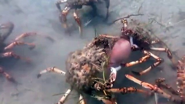 Des centaines de crabes s'en prennent à un pauvre calamar... Mis en pièce en quelques secondes