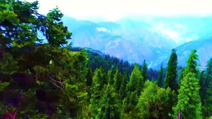 Celebrities Appreciate KP Govt on Completion of Billion Tree Tsunami