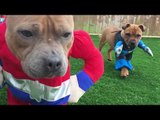 Superhero Pups Run in Slow Motion Towards Camera