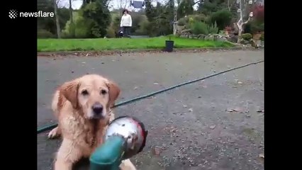 Dog quenches first by playing catch with squirts from water hose
