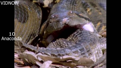 Top 10 Most Deadliest Snakes On Earth
