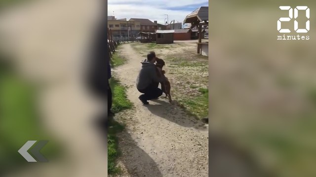 Un chien retrouve son maître après 3 ans de séparation - Le Rewind du mardi 14 novembre 2017