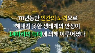 늑대 14마리를 공원에 풀어놓자, 기적적인 변화가 일어나는데