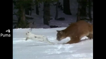 Top 10 Killer Cats On Earth