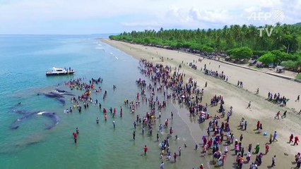Four sperm whales die in Indonesia beach rescue