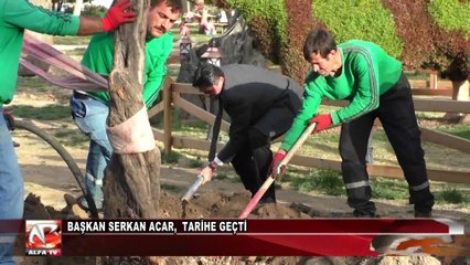 Zeytinli Parka 100 Yıl Sonra İlk Zeytin Ağacı Dikildi