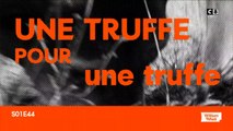 Chiens truffiers