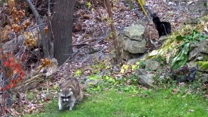 Blind Raccoon and his bodyguards