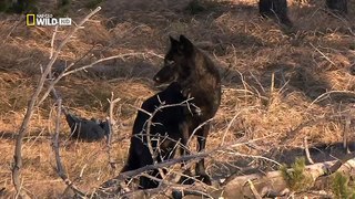 National Geographic: Восхождение чёрного волка