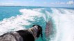 Dolphin follows speeding boat to be with canine friend