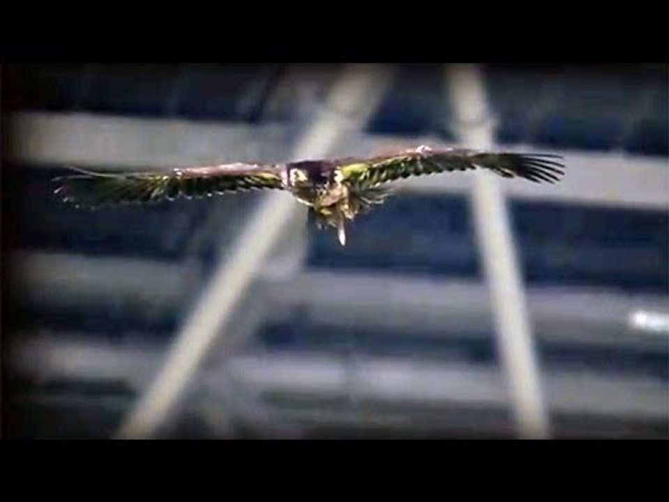 OGC Nice - AS Monaco : l'inside